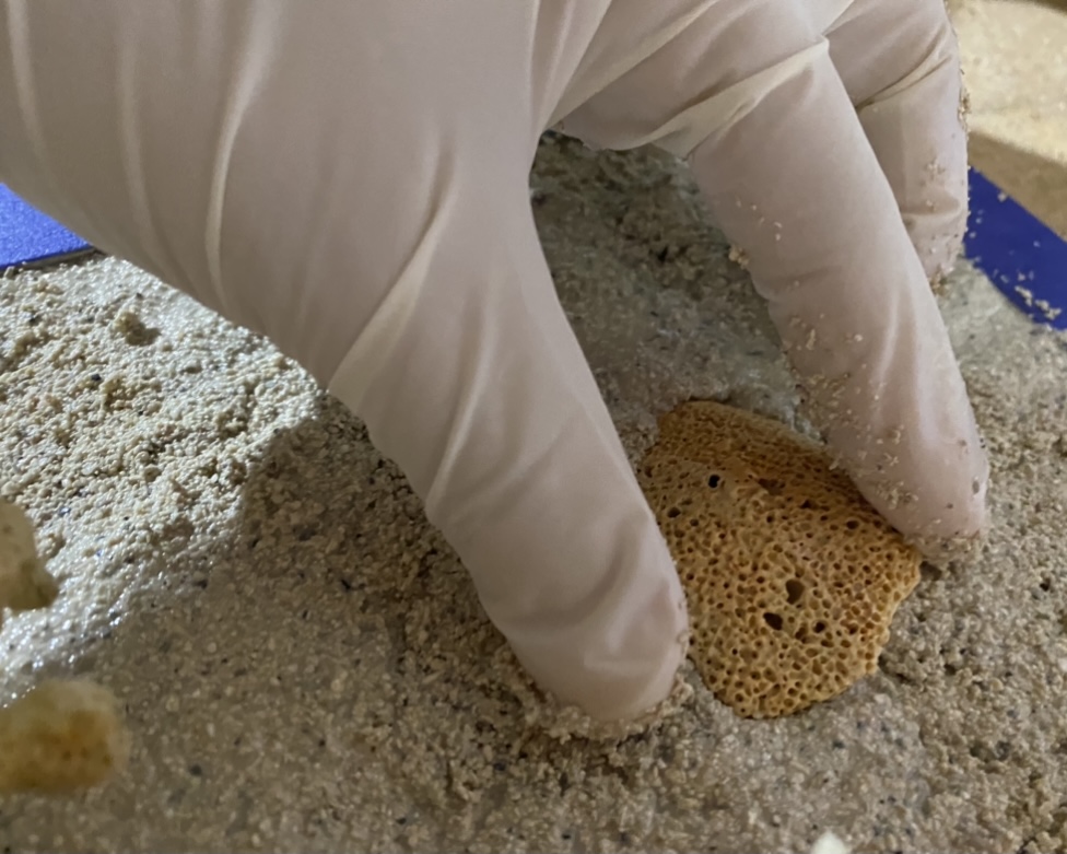 Placing coral in the sand bed